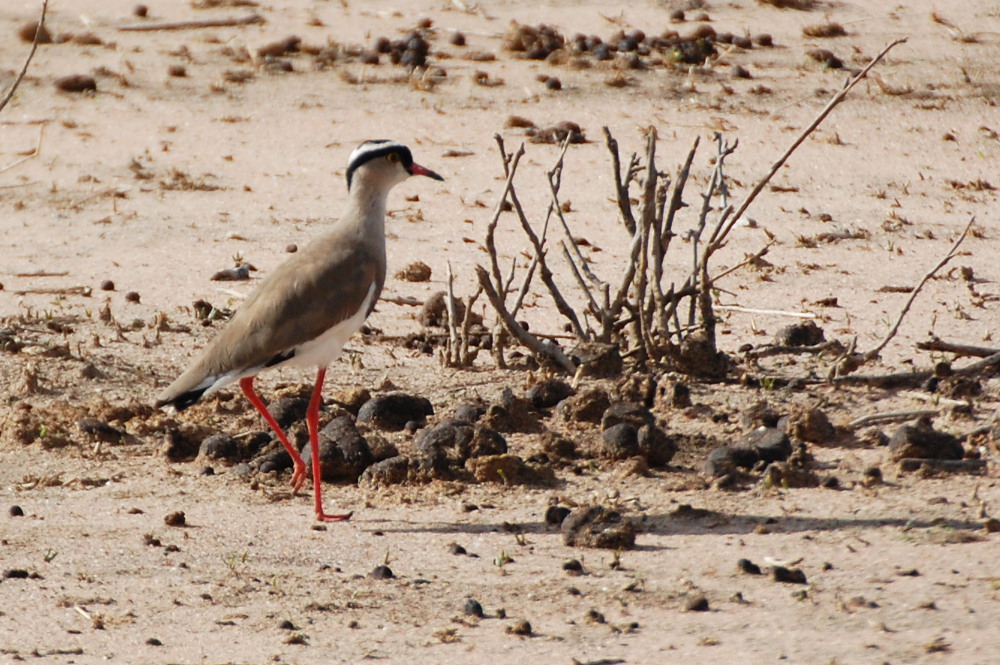 Tanzania - Pavoncella:  Vanellus coronatus